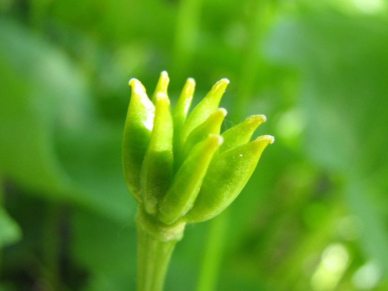 Image of Caltha palustris specimen.