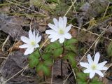 Anemone altaica