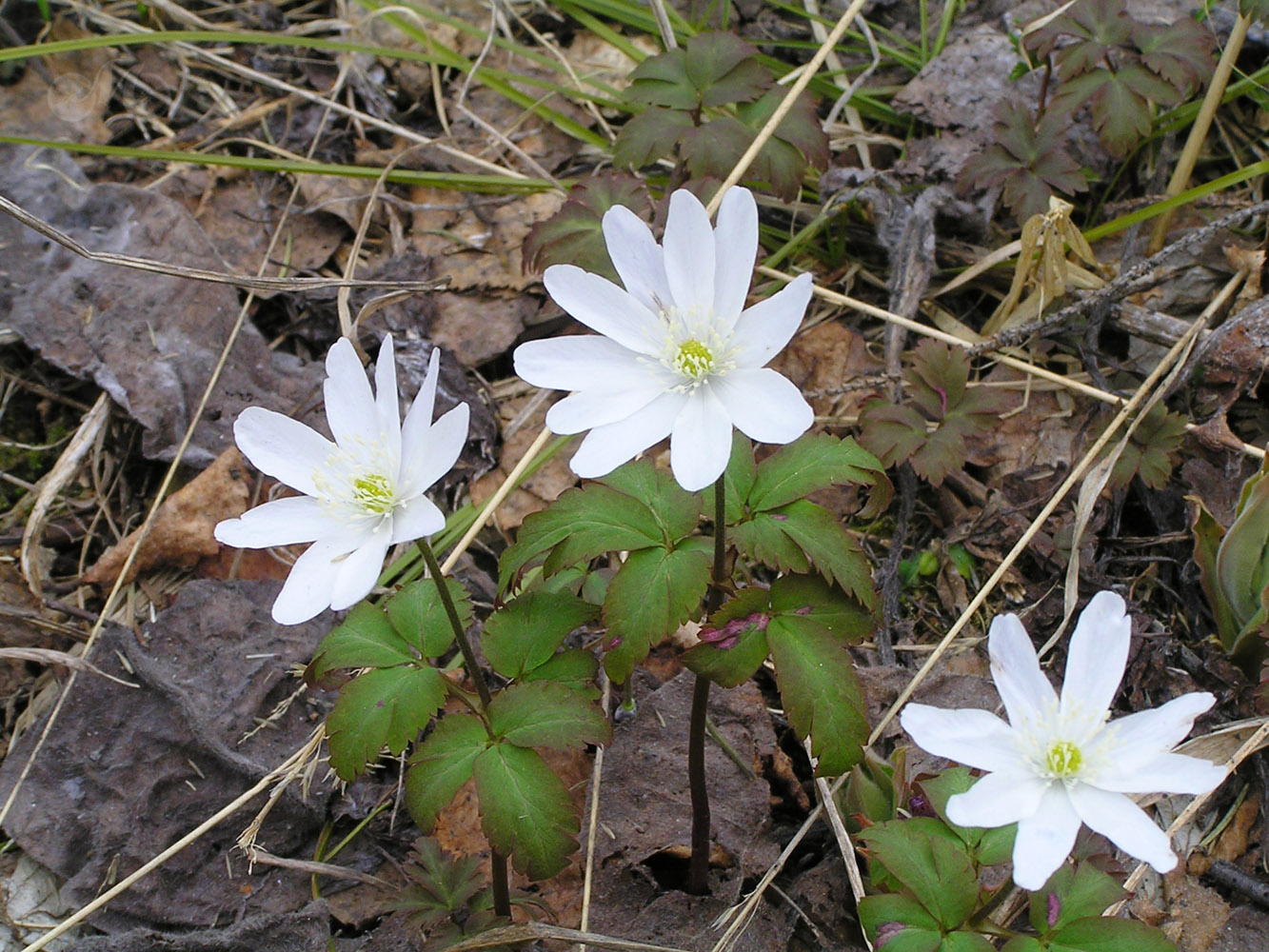 Изображение особи Anemone altaica.