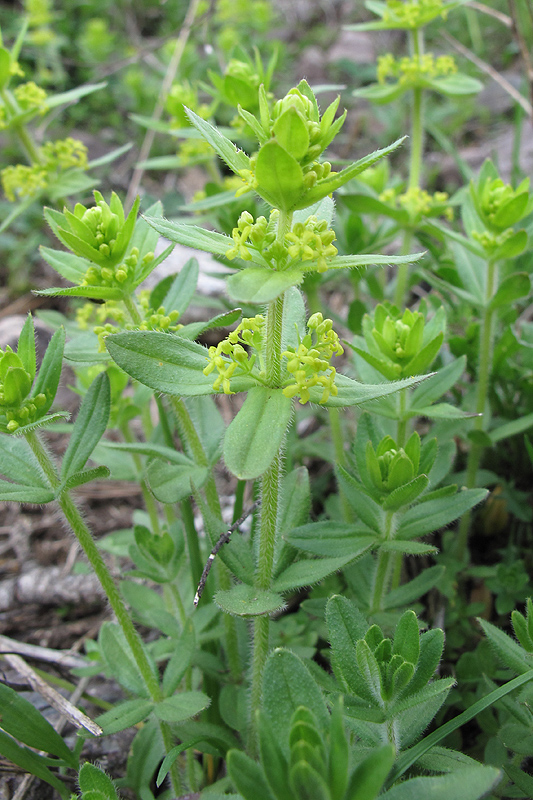 Image of Cruciata laevipes specimen.