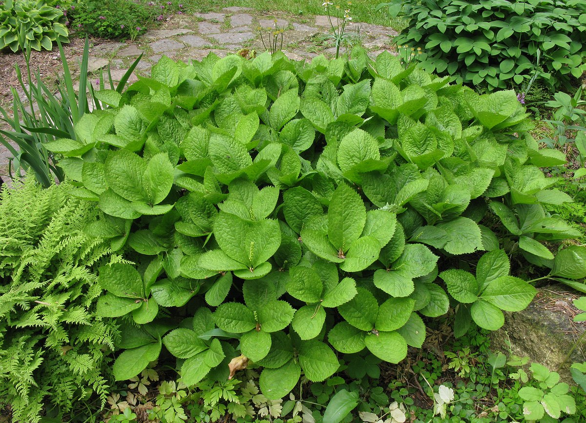 Image of Chloranthus quadrifolius specimen.