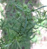 Senecio borysthenicus. Верхняя часть растения с нераскрывшимися соцветиями-корзинками. Украина, Черкасская обл., Каневский р-н, региональный ландшафтный парк \"Трахтемиров\", зарастающая лесная дорога на песке. 27 мая 2012 г.