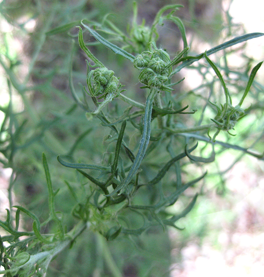 Изображение особи Senecio borysthenicus.