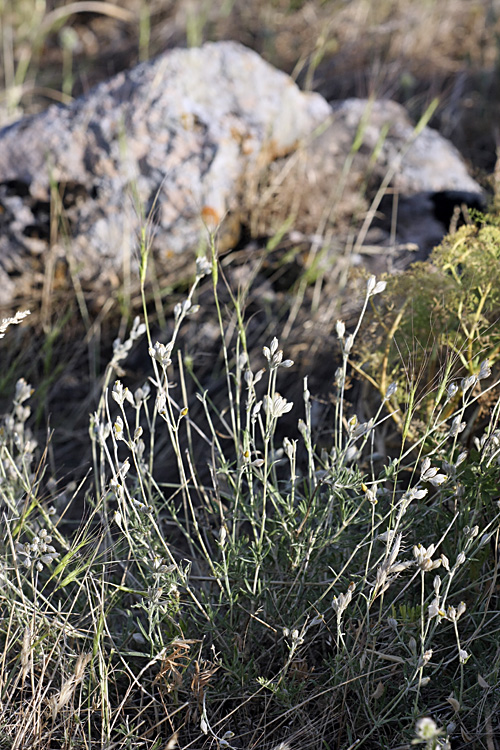 Image of Silene brahuica specimen.