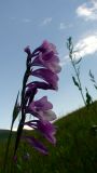 Gladiolus kotschyanus