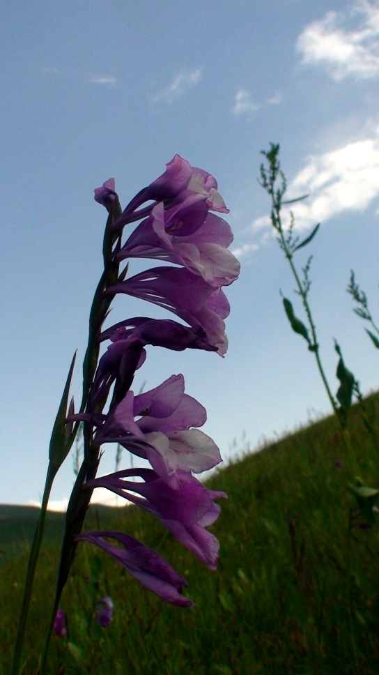 Image of Gladiolus kotschyanus specimen.