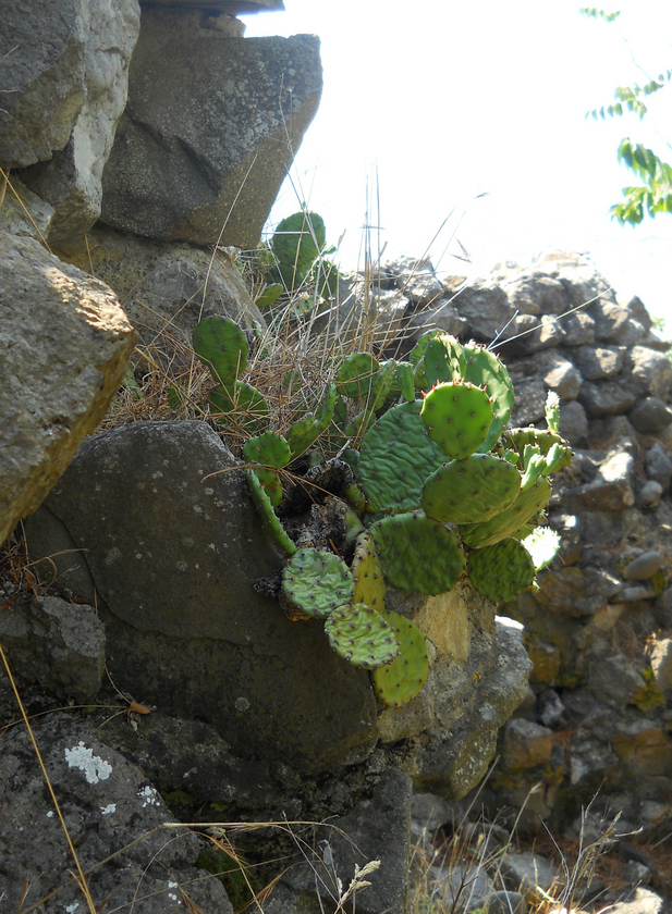 Изображение особи Opuntia humifusa.