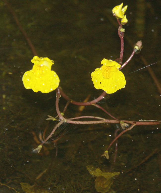 Изображение особи Utricularia australis.