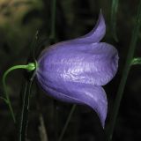 Campanula persicifolia