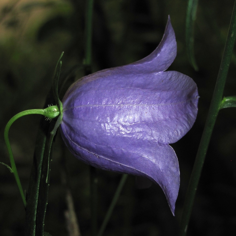 Изображение особи Campanula persicifolia.