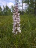 Dactylorhiza maculata