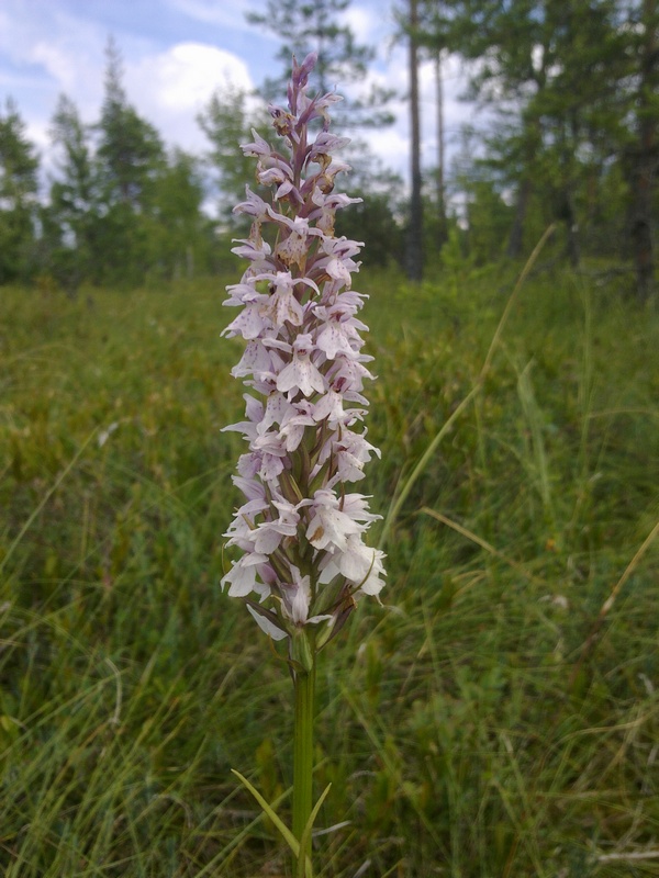 Изображение особи Dactylorhiza maculata.