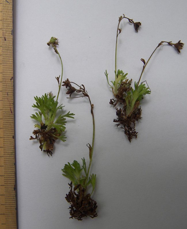 Image of Saxifraga exarata specimen.