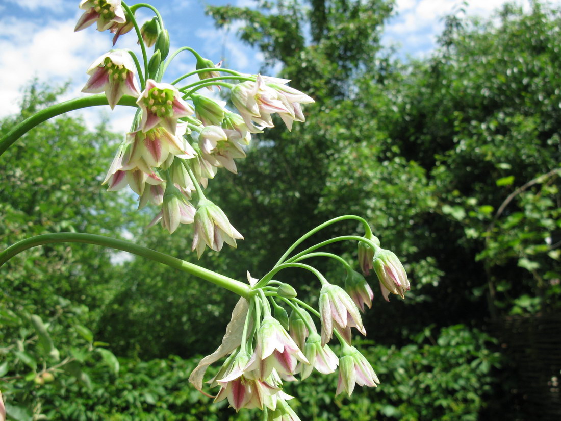 Image of Nectaroscordum siculum specimen.