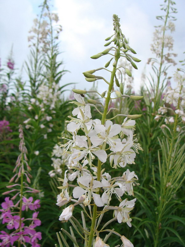 Image of Chamaenerion angustifolium specimen.