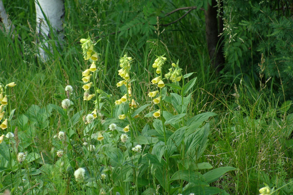 Изображение особи Digitalis grandiflora.