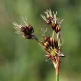 Luzula multiflora