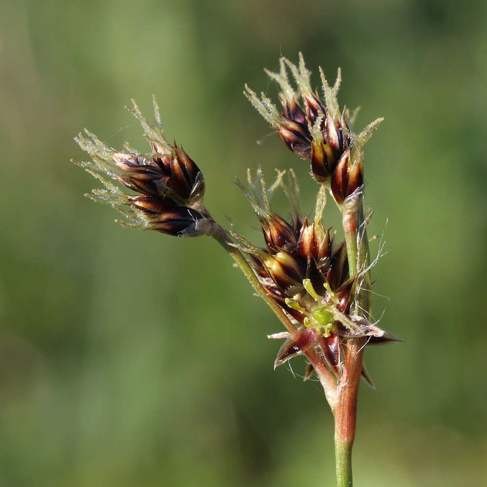 Image of Luzula multiflora specimen.