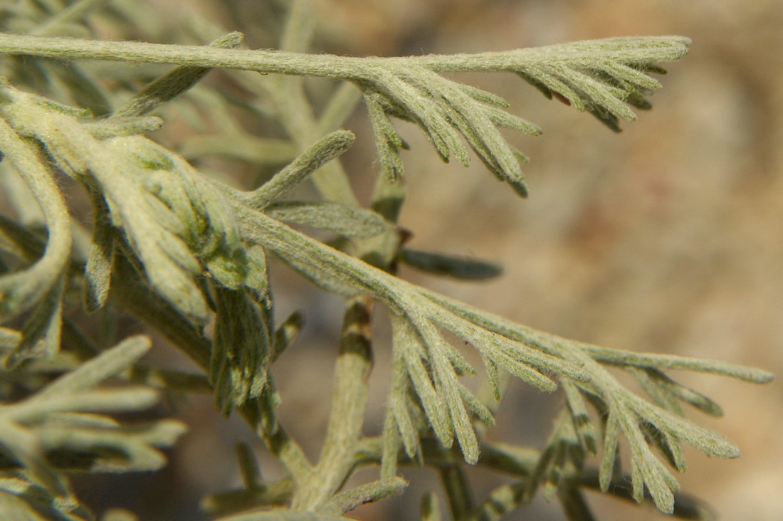 Image of Artemisia santonicum specimen.
