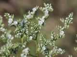 Goniolimon elatum. Часть соцветия. Южный Урал, Челябинская область, Аркаим. 18.07.2008.