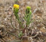 Galatella linosyris