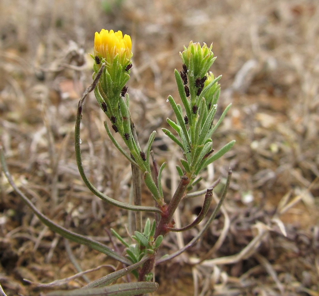 Image of Galatella linosyris specimen.