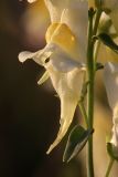 Linaria vulgaris. Цветок. Карельский перешеек, окр. Сертолово. 07.08.2009.