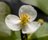 Sagittaria natans