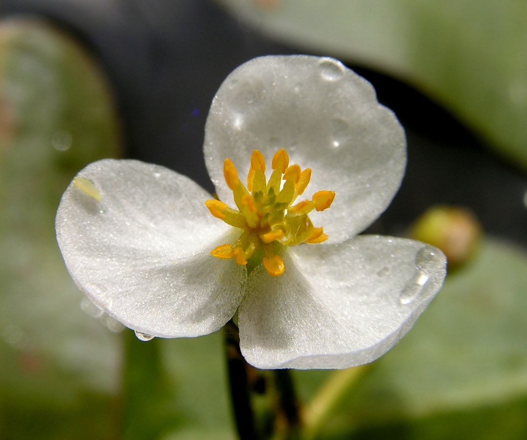 Изображение особи Sagittaria natans.