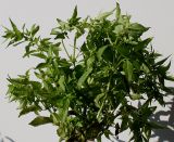 Mercurialis annua. Плодоносящее растение. Германия, г. Кемпен, у дороги. 06.09.2012.