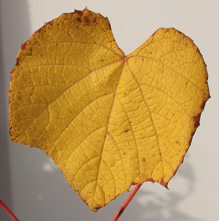 Image of genus Vitis specimen.