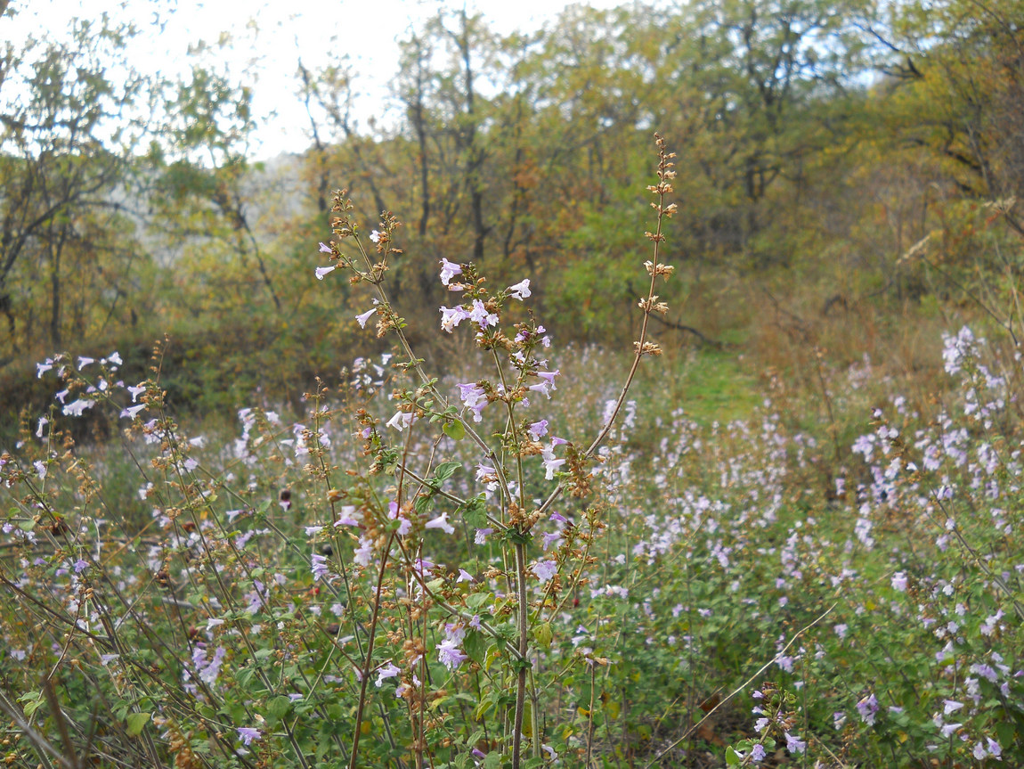 Изображение особи Clinopodium spruneri.