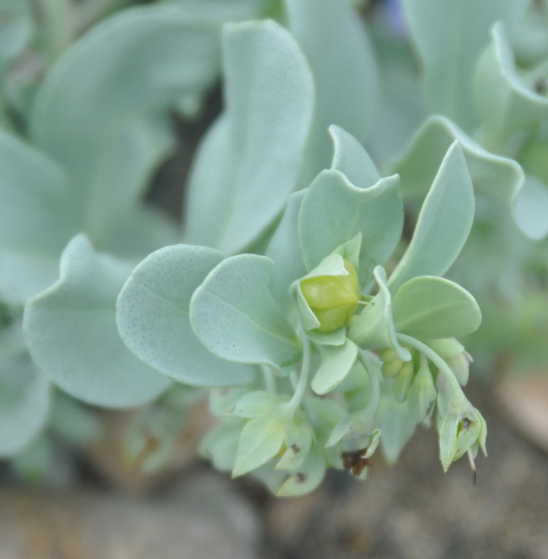 Изображение особи Mertensia maritima.