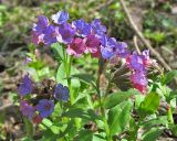 Pulmonaria obscura