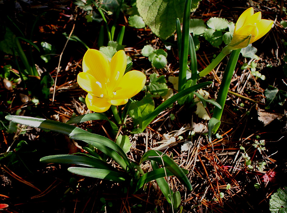 Изображение особи Sternbergia lutea.