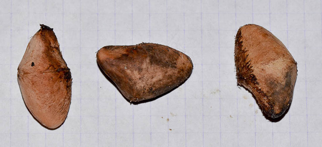 Image of Thevetia peruviana specimen.