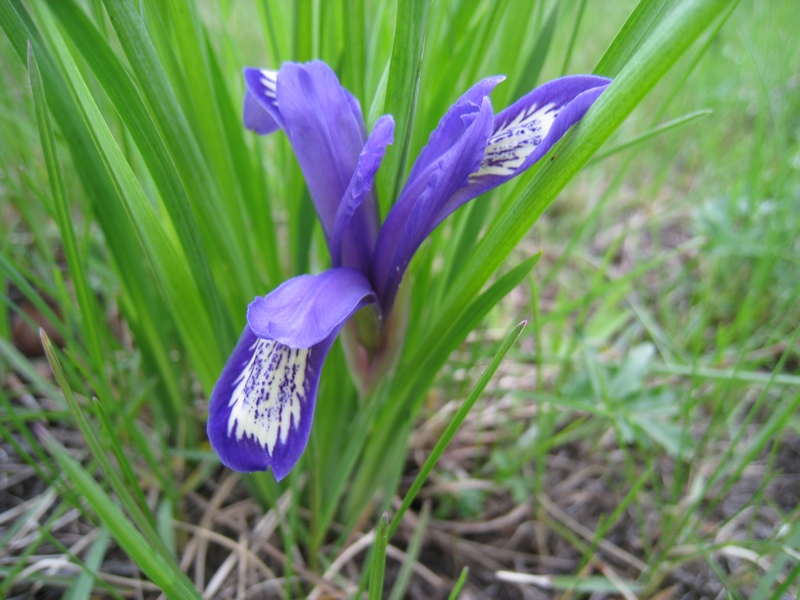 Image of Iris ruthenica specimen.