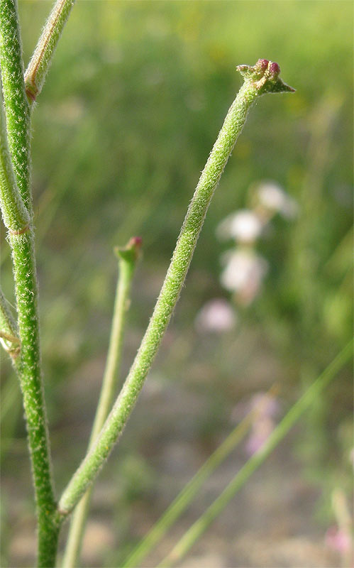 Image of Matthiola longipetala ssp. livida specimen.