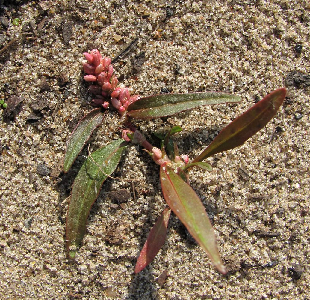 Image of Persicaria scabra specimen.