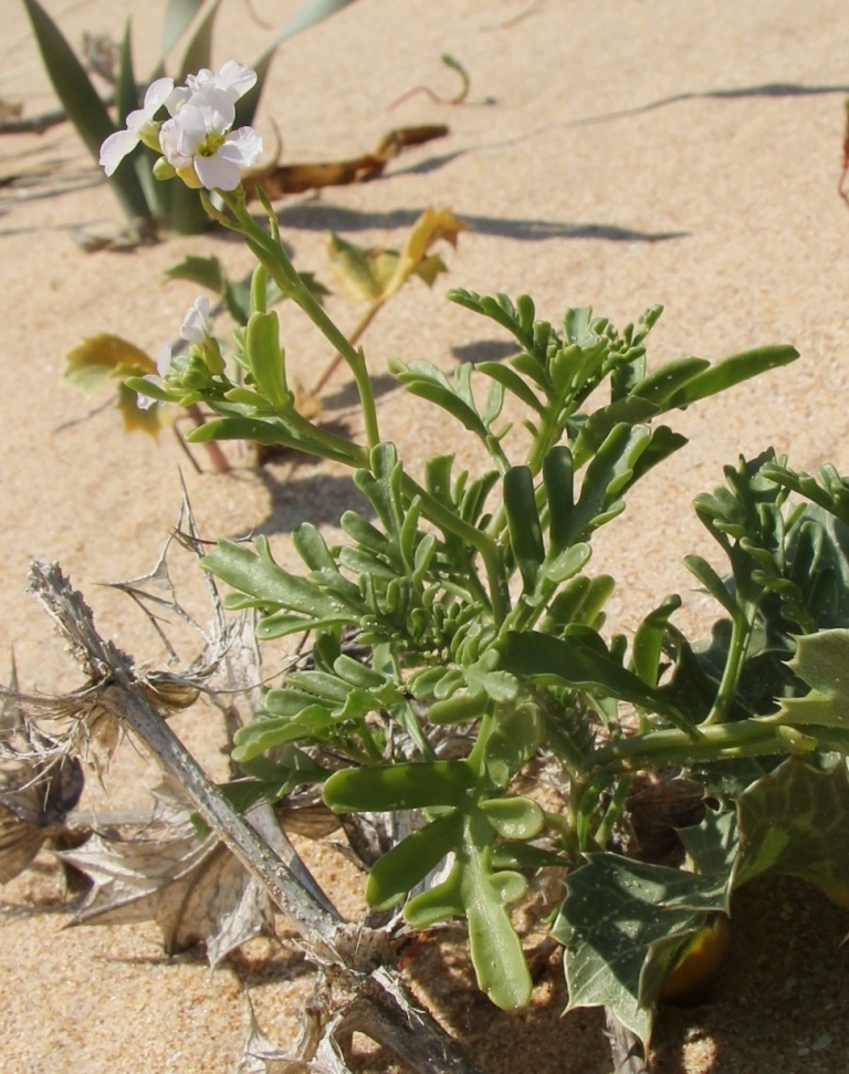 Image of Cakile maritima specimen.