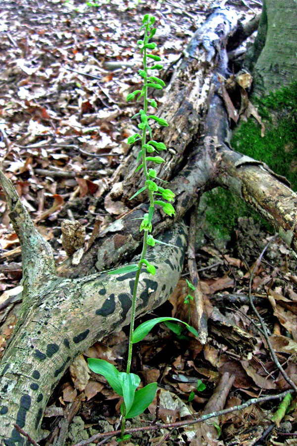 Изображение особи Epipactis pontica.