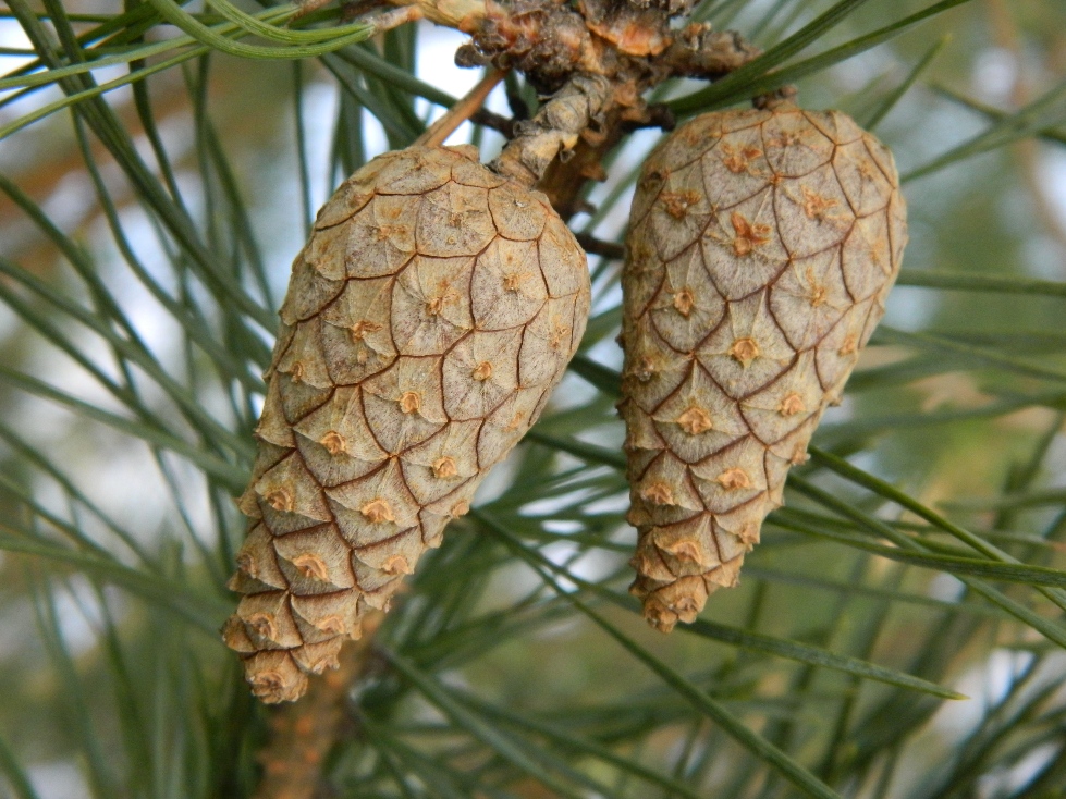 Image of Pinus sylvestris specimen.