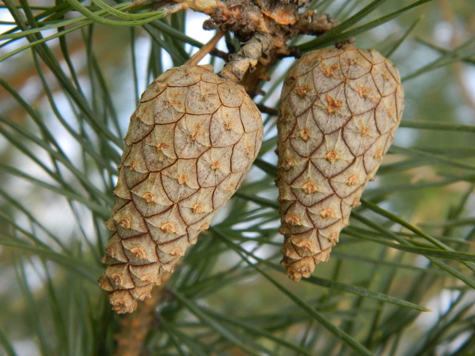 Хвойные питание. Pinus Sylvestris шишка. Pinus Sylvestris шишки. Сосна обыкновенная Pinus Sylvestris. Сосновый вертун сосны обыкновенной.