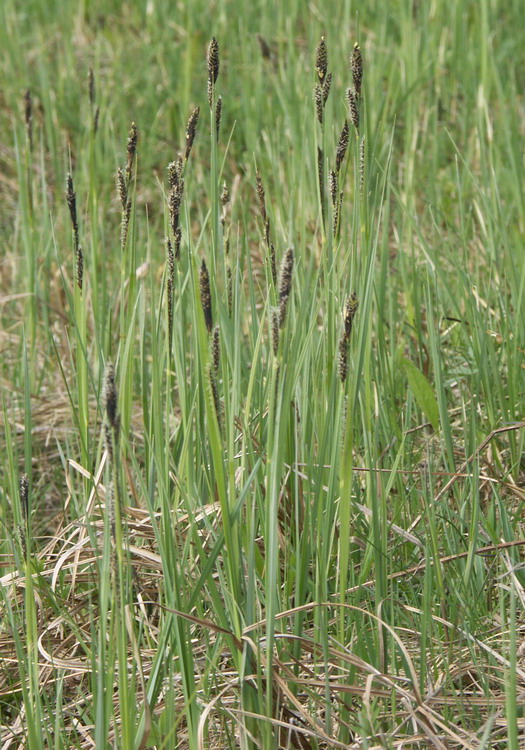 Изображение особи Carex hartmaniorum.