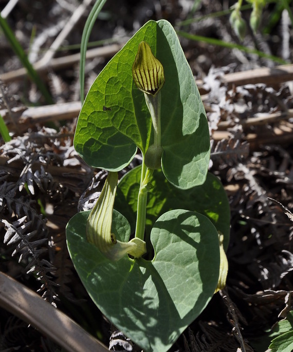 Изображение особи Aristolochia pallida.
