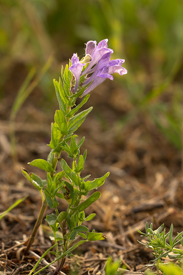 Image of Scutellaria hastifolia specimen.