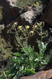 Steptorhamphus crassicaulis