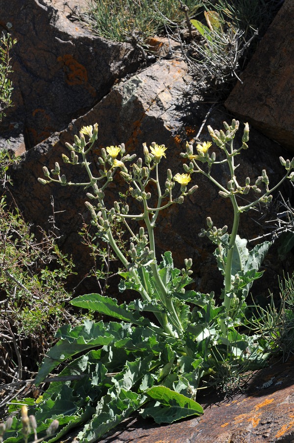 Изображение особи Steptorhamphus crassicaulis.