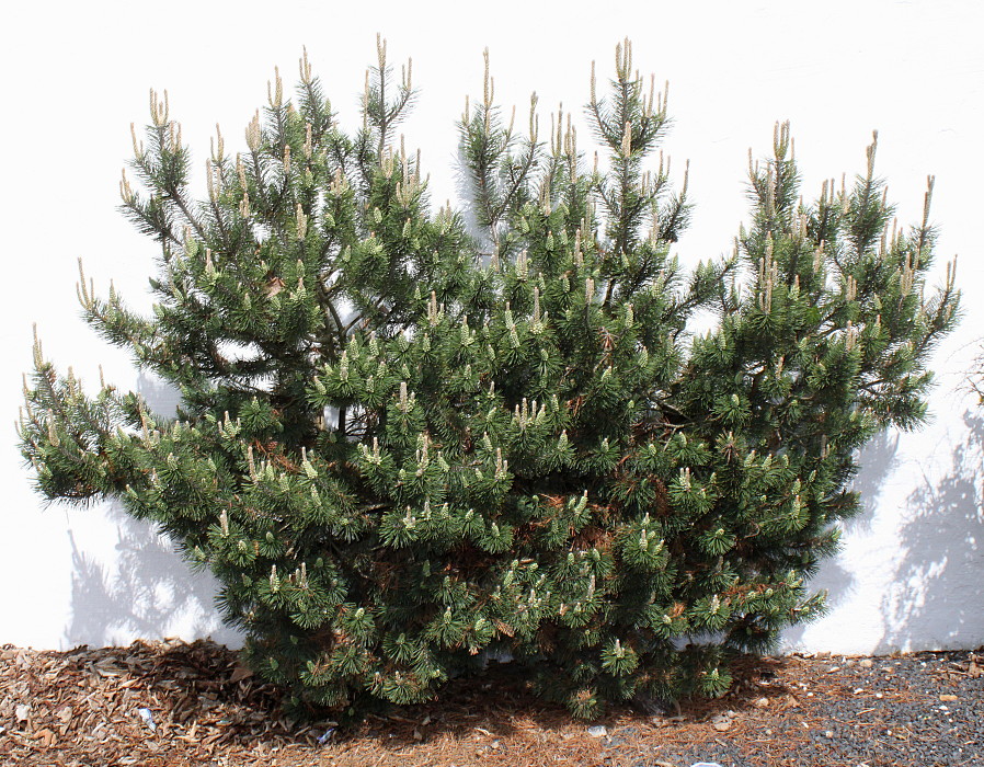 Image of Pinus mugo specimen.