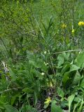Polygonatum verticillatum. Цветущее растение. Карачаево-Черкесия, Теберда, гора Лысая. 29.05.2013.
